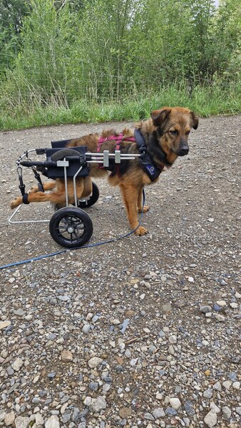 LOVLEY - Gnadenplatzhund seit dem 17.05.2025 – Bild 17