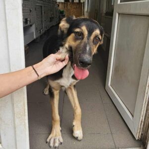 TALBO (♂) - in Rumänien vermittelt 08/25