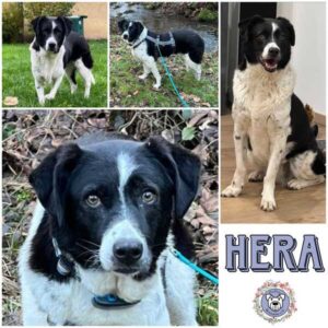 HERA (♀) in 63928 Eichenbühl