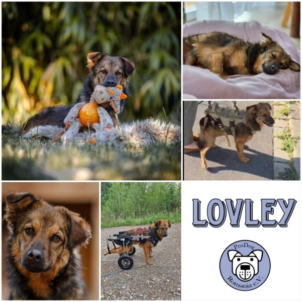 LOVLEY - Gnadenplatzhund seit dem 17.05.2025