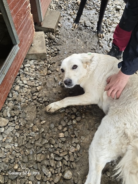 BRIENNE (♀) – Bild 3