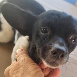 AYA (♀) - vermittelt MD