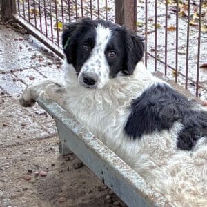 CALIDA (♀) - wird unsicher, sollte zeitnah reisen