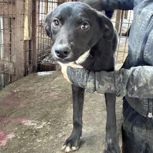 FILA (♀) - beginnende Hautprobleme