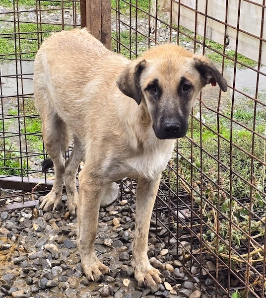 FERRY (♂) – Bild 2