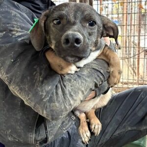 GIACOMO (♂) - wird unsicher, sollte zeitnah reisen