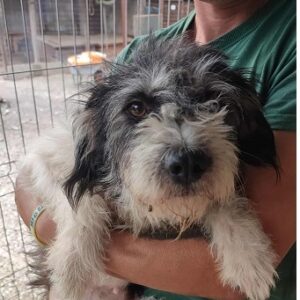 SANNY (♀) - auf PS im PLZ Bereich 18 (NE) - vermittelt