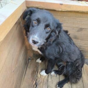 QUERIDA (♀) - vermittelt LS