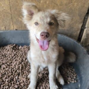 LATINA (♀) - vermittelt MD