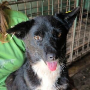 SHANTI (♀) - ausgereist zu Kathleen Müller (AL)