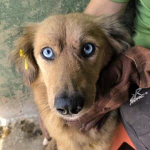 INANNA (♀) - vermittelt JW