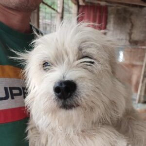 YELLA (♀) - auf PS im PLZ Bereich 18 (NE) - vermittelt