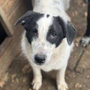 AJNUR (♂) - sollte zeitnah ausreisen