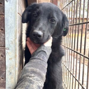 JOSCHEL (♂) - wird unsicher, sollte zeitnah ausreisen (11/25)