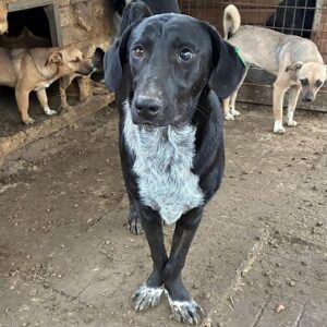 LUKA (♂)  - Notfall - krumme Beine, vergrößertes Auge