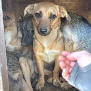 MOIA (♀)  - bereits unsicher, sollte zeitnah reisen