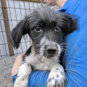 LUDWIG (♂) - ausgereist zum TH Tuttlingen (AL)