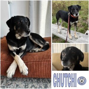 CHUTCHI (♀) in 65321 Heidenrod