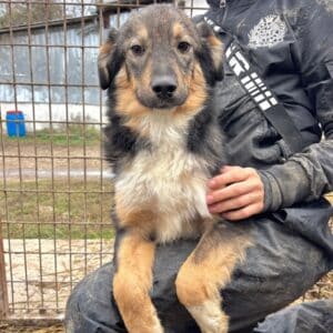 NIALL (♂) - wird unsicher, sollte zeitnah reisen