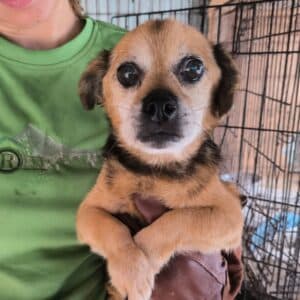 PADDINGTON (♂) - vermittelt JW