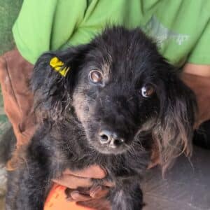 SLASH (♂) - ausgereist zu Kathleen Müller (AL)