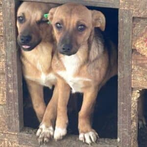 SOLE (♀) - Wunde am Rücken, bereits unsicher - sollte zeitnah reisen