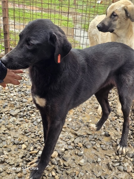 TAMIA (♀) – Bild 5