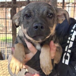 VITO (♂) - wird unsicher, sollte zeitnah reisen