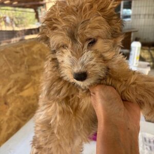 CARAMELA (♀) - vermittelt MD