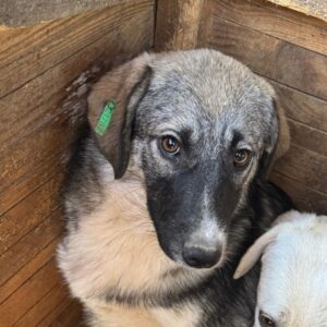 ESPERA (♀) - bereits sehr unsicher, sollte dringend ausreisen!