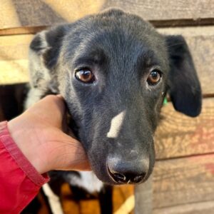 VANJO (♂) - sollte zeitnah ausreisen, wird unsicher