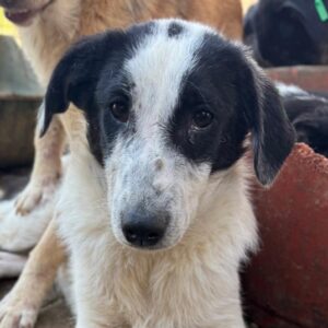 AJNUR (♂) - sollte zeitnah ausreisen