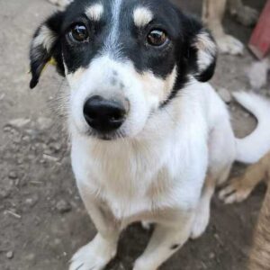 MORENA (♀) - ausgereist zum TST Rösrath (SAS)