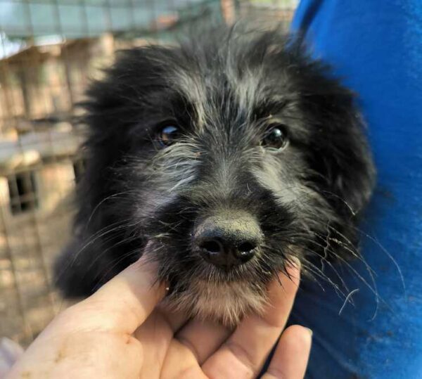 PORSCHY (♂) reist auf Pflegestelle PLZ 55 - SE 07.09.