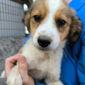 PICCOLO (♂) - ausgereist zum TST Rösrath (SAS)