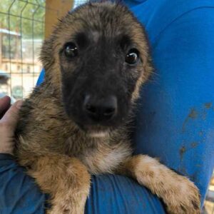 CHAMP (♂) - ausgereist zu Vierbeiner in Not (SAS)