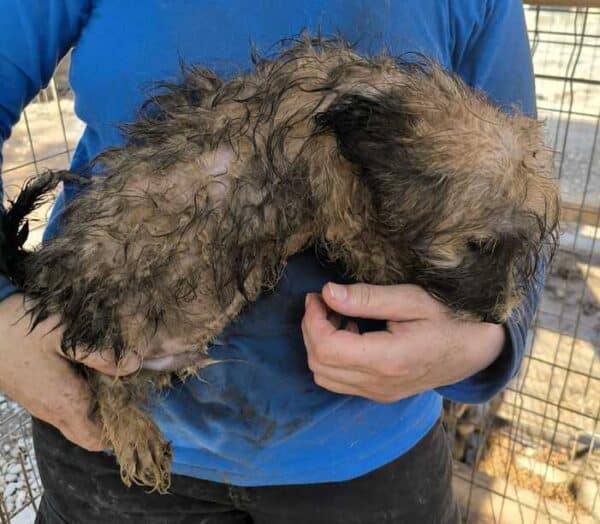 MACKIE(♂) - ausgereist zu Tiere in Not Odenwald e.V. (PM) – Bild 3