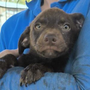 ANJULI (♀) - ausgereist zum TH Tuttlingen (AL)