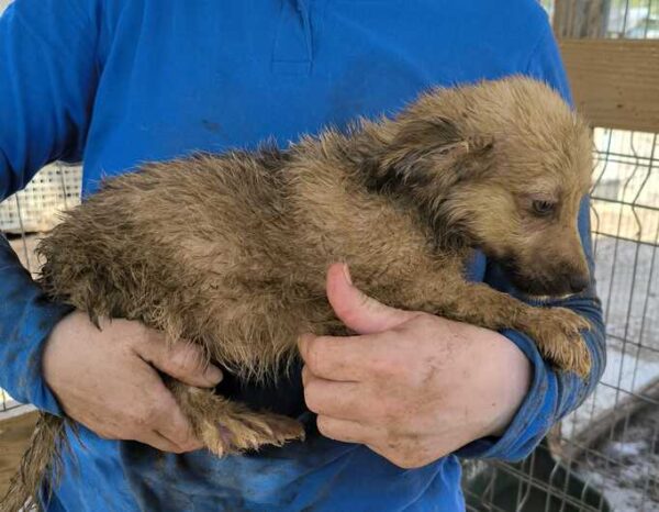 SUKA (♀) - ausgereist zu Tiere in Not Odenwald (PM) – Bild 3
