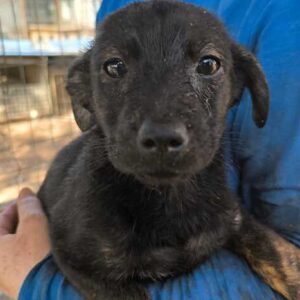 NERIAH (♂) - ausgereist zu Vierbeiner in Not (SAS)