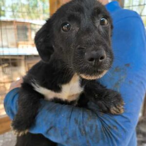 DANICA (♀) - ausgereist zum TST Rösrath (SAS)