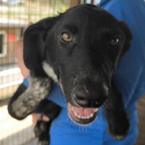 MIRACOLI (♂) - vermittelt LS