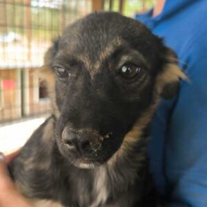 MARCY (♀) - vermittelt MD