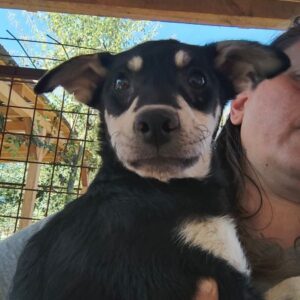 MINOUH (♀) - ausgereist zur Tierhilfe Lebenswert (AM)