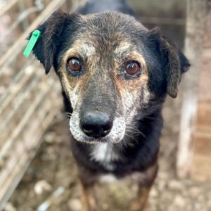 SEVERIN (♂︎) - vermittelt LS