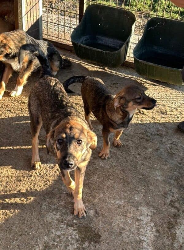 XENIA (♀) – Bild 4