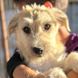 ULLA (♀) - auf PS im PLZ Bereich 15 (NU)