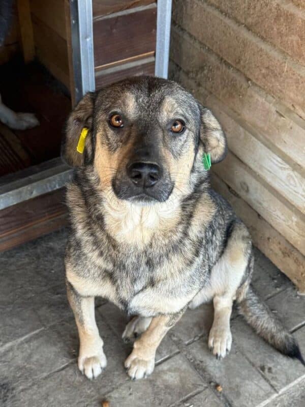 FENRI (♂) – Bild 4