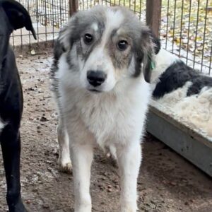 FABIOLA (♀) – wird unsicher, sollte zeitnah reisen - reserviert Vierbeiner in Not (SAS 07.12.)