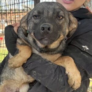 JESKO (♂) - wird unsicher, sollte zeitnah reisen